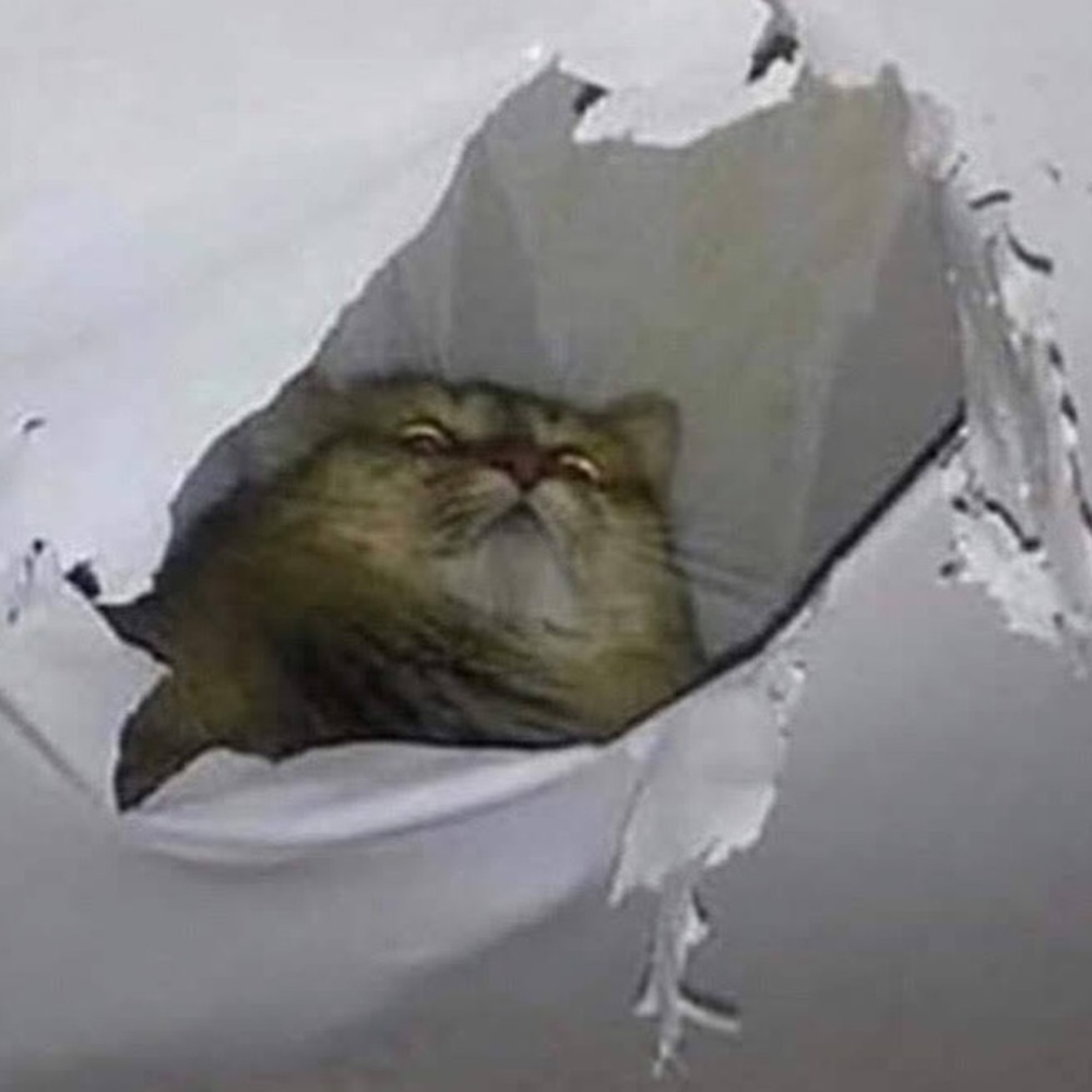 Meet your Posher, Addy